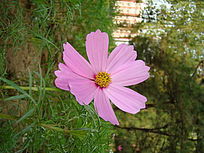 ���ŵİ˰�÷