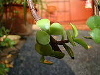 ���ŵĵ�֦������