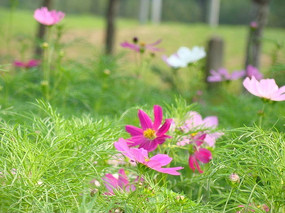 Զ������Ĵ�˹��