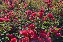 �¼�����