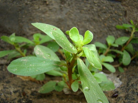 �������߲�