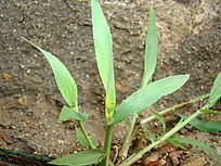 �����۲�