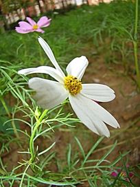 �����ŵİ˰�÷