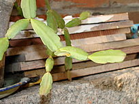 ֦�����ŵ�������