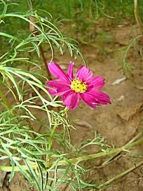 �Ϻ�ɫ�İ˰�÷