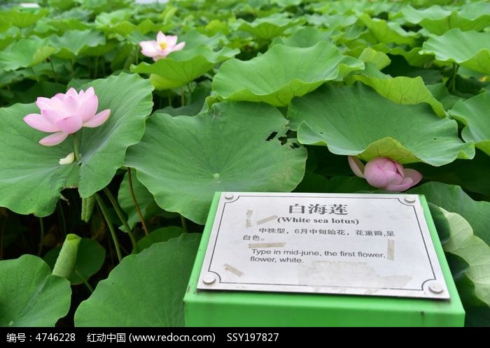 ������ɻ����԰�ɻ�ʢ��ͼƬ