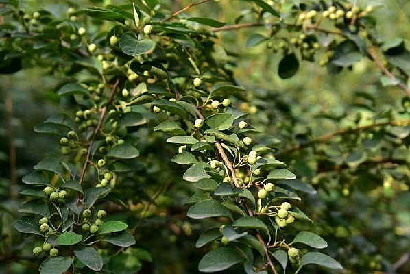 ��˿���Ĺ�ʵ