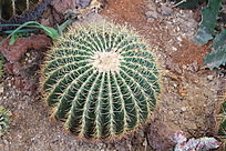 ���̵�������