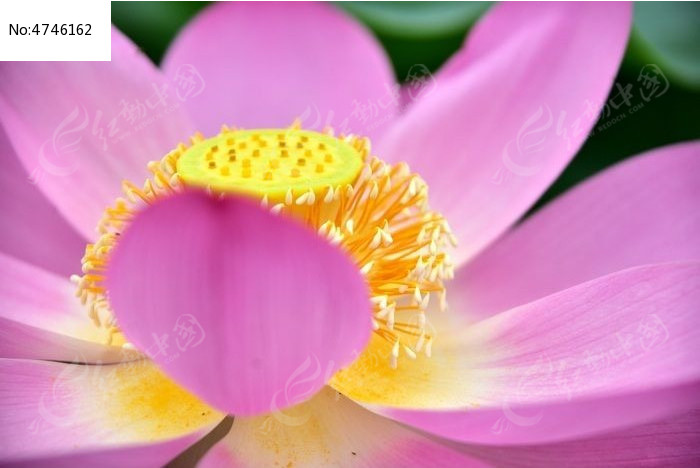 ��ɫ�ɻ�������дͼƬ