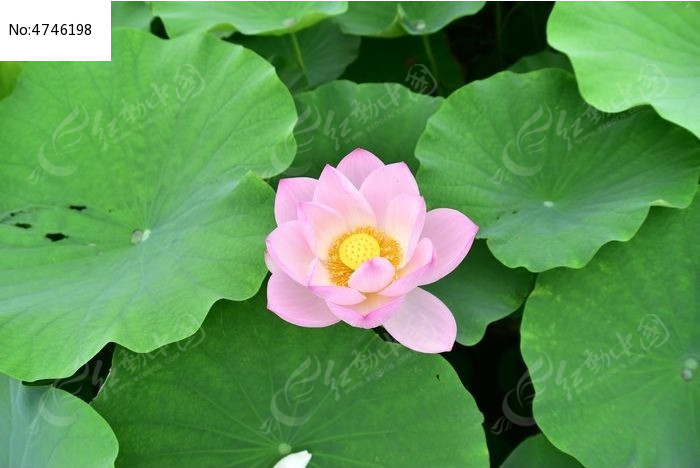 �ɻ��׺���Ʒ��ͼƬ