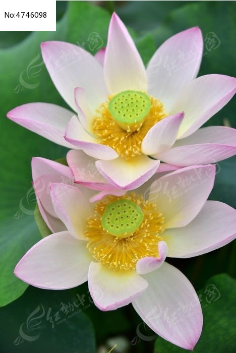 �ɻ��׺�Ʒ��ͼƬ