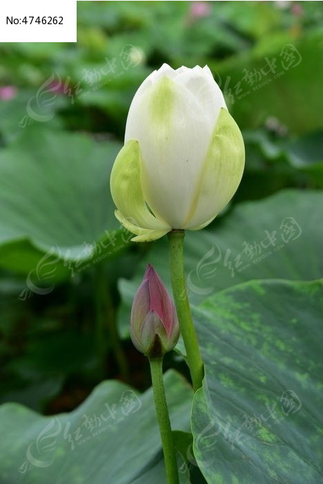 �ɻ�������Ʒ��ͼƬ