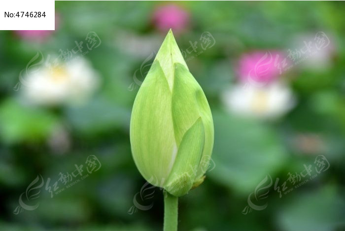 �ɻ����ͼƬ