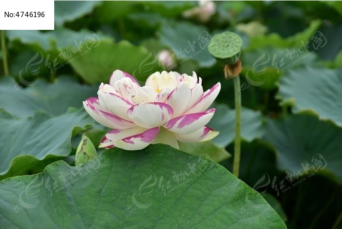 �ɻ�������Ʒ��ͼƬ