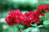 ��ɫ�¼���