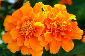 ��ɫ������ӰͼƬ