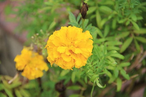 Ư���Ļƾջ�