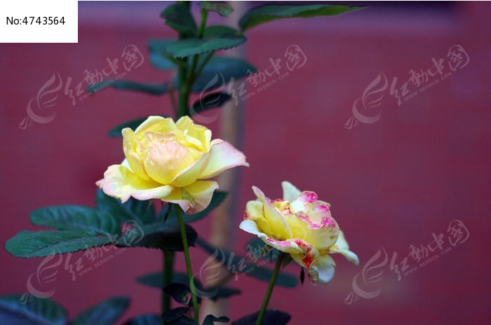 ��ɫ�¼���ͼƬ