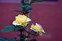 ��ɫ�¼���