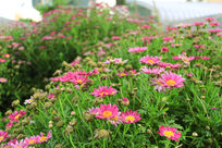 �ֱ߷��۵�С����