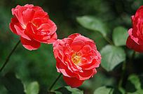 �����¼���