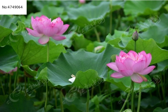 ����ɻ�ͼƬ