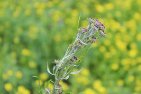 ���صĵ������ǻ���