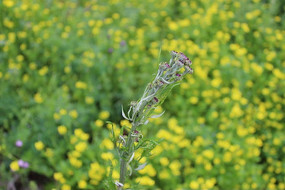 ���صĵ������ǻ���