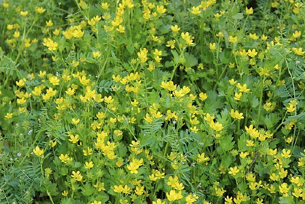 ���صĵ������ǻ���