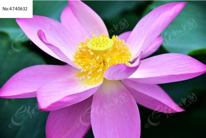 �����ĺɻ�ͼƬ