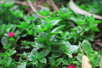 ���̵Ķ���ֲ��