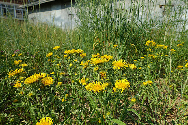 ŷ��������