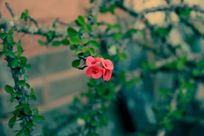 ����ĺ�ɫ�Ľǻ�