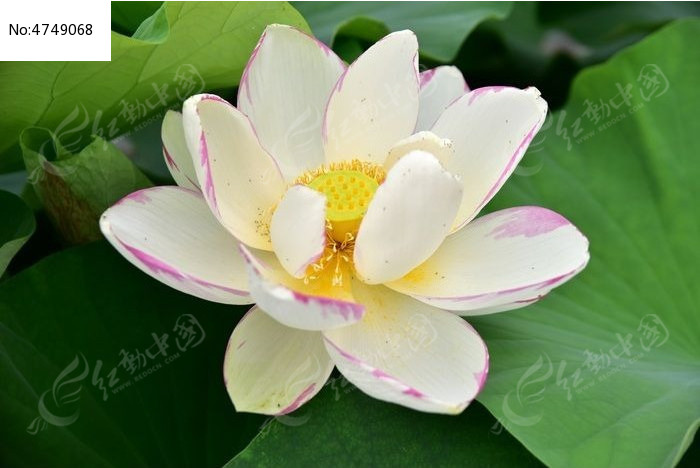 ʢ���ĺɻ�ͼƬ