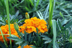 �ʻ��̲���ӰͼƬ