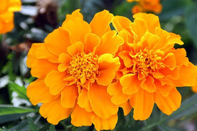 �ʻ��̲���ӰͼƬ