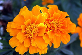 �ʻ���ӰͼƬ