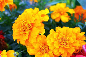  �ʻ�ֲ����ӰͼƬ