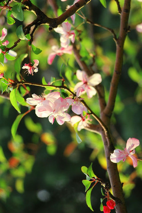 �����µķ�ɫС��