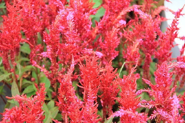 ���ڻ���ɫ�������Ļ�