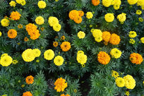 һƬ���������پ�