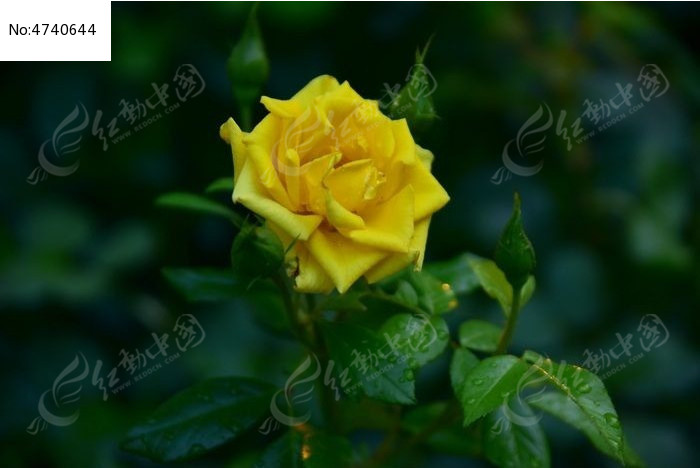 һ���ɫ�¼�ͼƬ