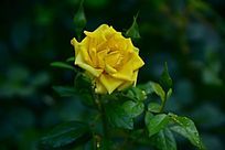 һ���ɫ�¼�