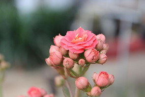 һ����Ѫ��ɫ�������Ļ���