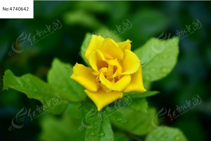 ����ɫ���¼���ͼƬ