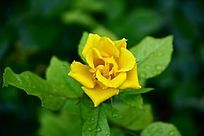 ����ɫ���¼���