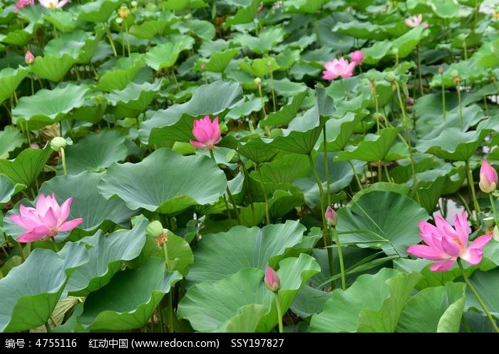 ����������ɻ�ͼƬ