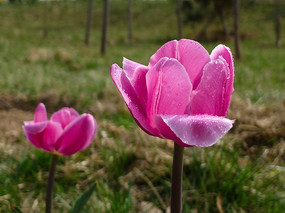 ��¶��Ļ���