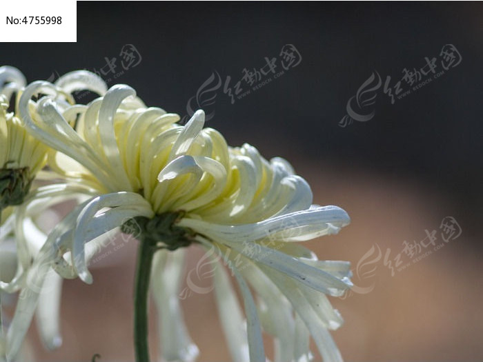 ���ŭ����дͼƬ