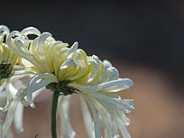 ���ŭ����д